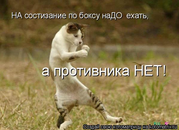 Котоматрица: НА состизание по боксу наДО  ехать, а противника НЕТ!
