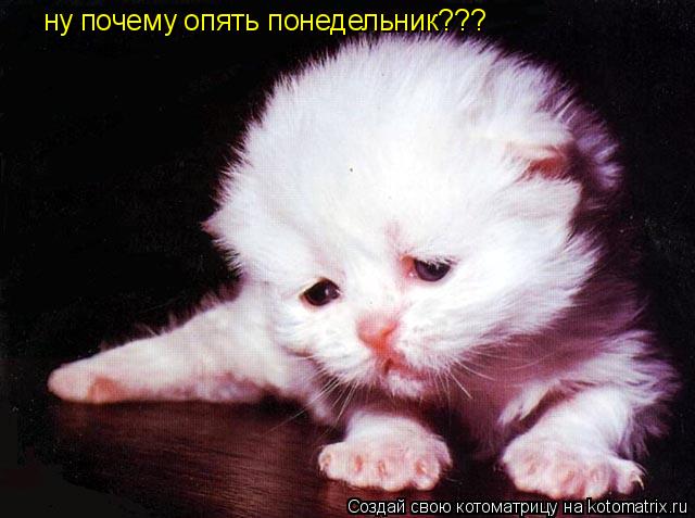 Котоматрица: ну почему опять понедельник???