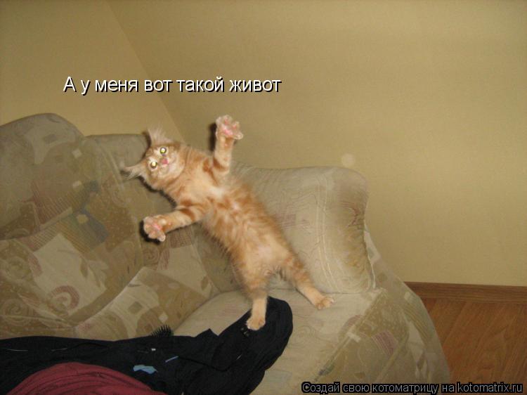 А у меня вот такой живот... Котоматрица: А у меня вот такой живот