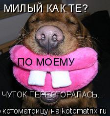 МИЛЫЙ КАК ТЕ? ПО МОЕМУ ЧУТОК ПЕРЕСТОРАЛАСЬ...... Котоматрица: МИЛЫЙ КАК ТЕ? ПО МОЕМУ ЧУТОК ПЕРЕСТОРАЛАСЬ...