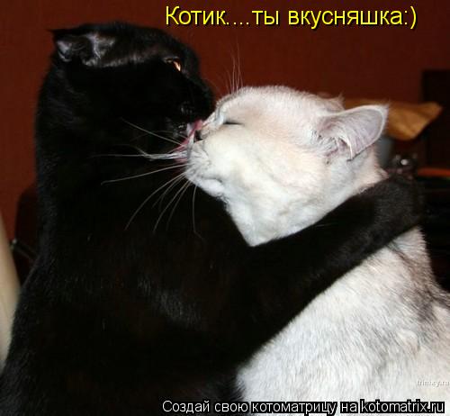 Котоматрица: Котик....ты вкусняшка:)