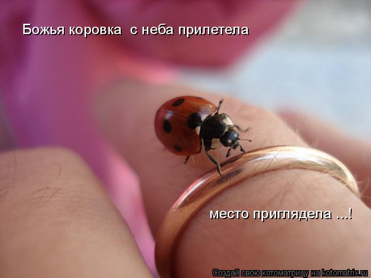 Котоматрица: Божья коровка  с неба прилетела  место приглядела ...!