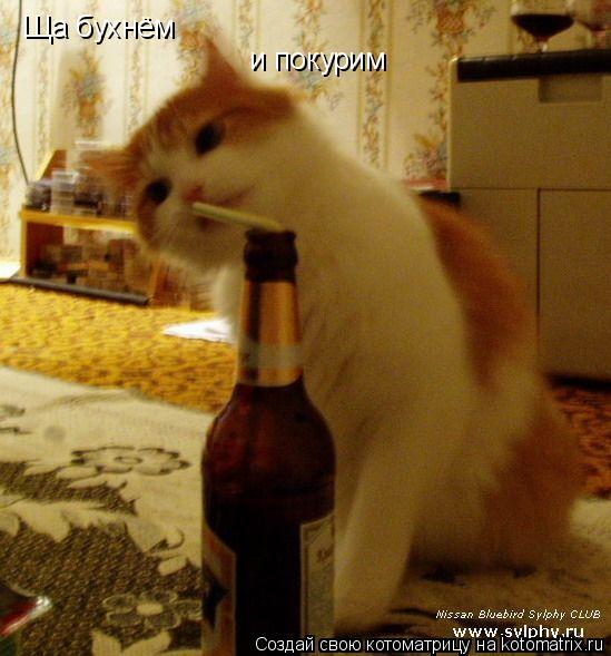 Ща бухнём и покурим... Котоматрица: Ща бухнём и покурим