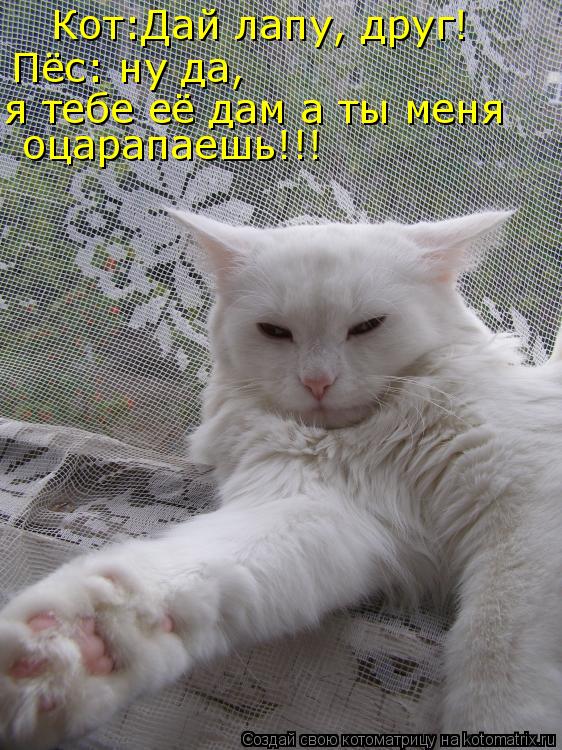 Кот:Дай лапу, друг! Пёс: ну да, я тебе её дам а ты меня оцарапаешь!!!... Котоматрица: Кот:Дай лапу, друг! Пёс: ну да, я тебе её дам а ты меня оцарапаешь!!!