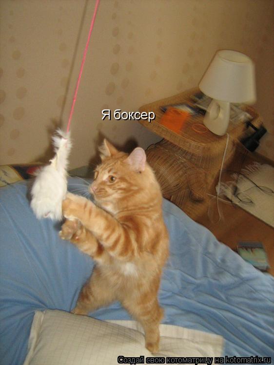 Я боксер... Котоматрица: Я боксер