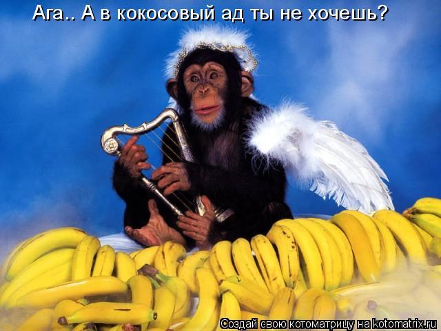 Котоматрица: Ага.. А в кокосовый ад ты не хочешь?