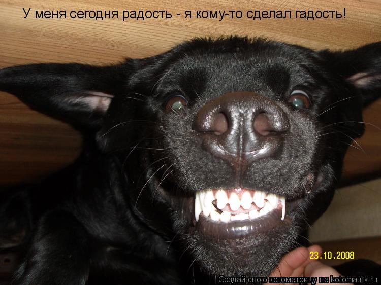 Котоматрица: У меня сегодня радость - я кому-то сделал гадость!