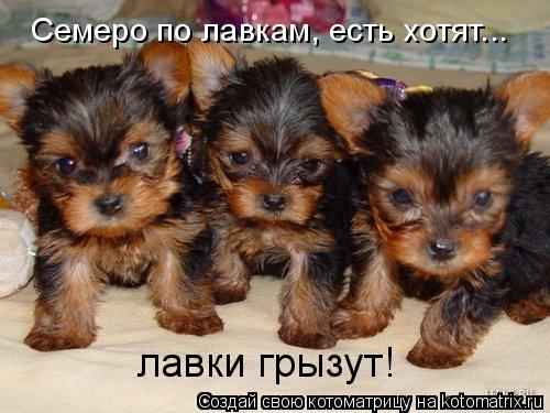 лавки грызут! Семеро по лавкам, есть хотят...... Котоматрица: лавки грызут! Семеро по лавкам, есть хотят...