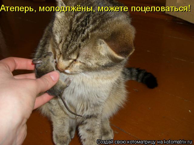 Атеперь, молодлжёны, можете поцеловаться!... Котоматрица: Атеперь, молодлжёны, можете поцеловаться!