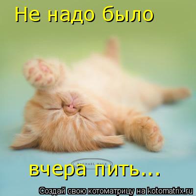 Котоматрица: Не надо было вчера пить...
