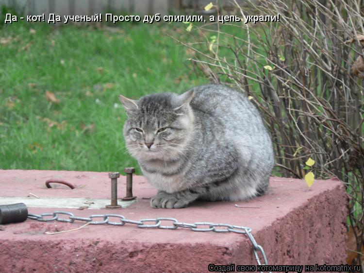 Котоматрица: Да - кот! Да ученый! Просто дуб спилили, а цепь украли!