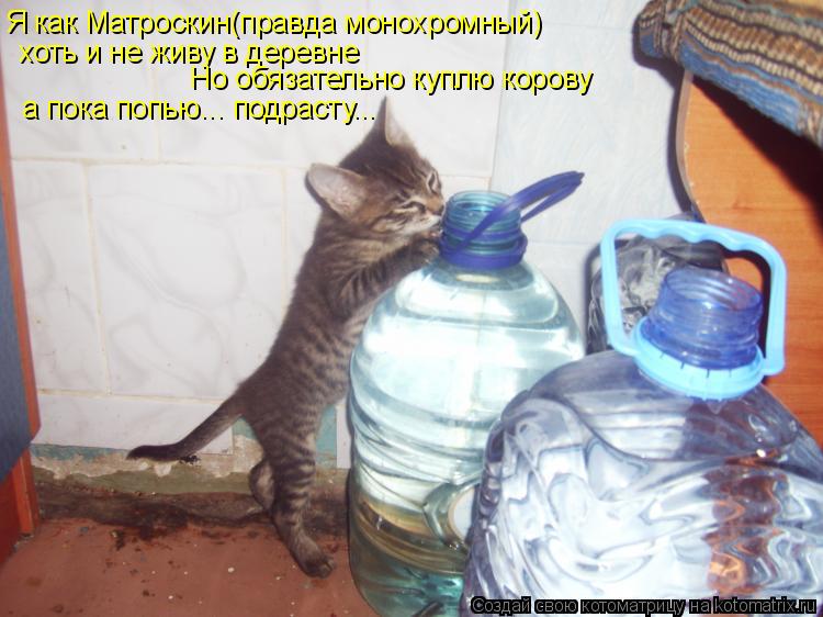 Я как Матроскин(правда монохромный) хоть и не живу в деревне Но обязательно куплю корову а пока попью... Котоматрица: Я как Матроскин(правда монохромный) хоть и не живу в деревне Но обязательно куплю корову а пока попью... подрасту...