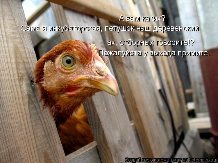 Котоматрица: А вам каких? Сама я инкубаторская, петушок наш деревенский ах, отборных говорите!? Пожалуйста у выхода примите.