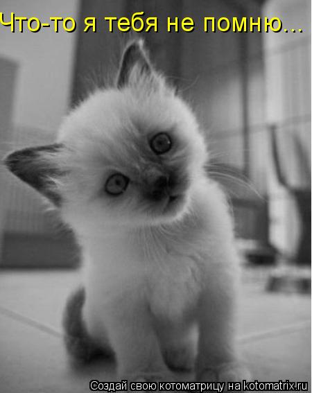 Котоматрица: Что-то я тебя не помню...