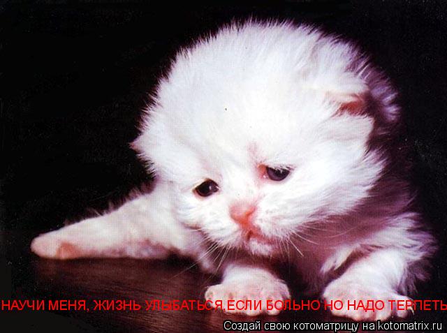 НАУЧИ МЕНЯ, ЖИЗНЬ УЛЫБАТЬСЯ,ЕСЛИ БОЛЬНО НО НАДО ТЕРПЕТЬ... Котоматрица: НАУЧИ МЕНЯ, ЖИЗНЬ УЛЫБАТЬСЯ,ЕСЛИ БОЛЬНО НО НАДО ТЕРПЕТЬ