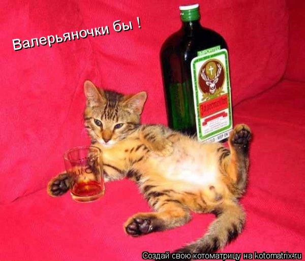Валерьяночки бы !... Котоматрица: Валерьяночки бы !