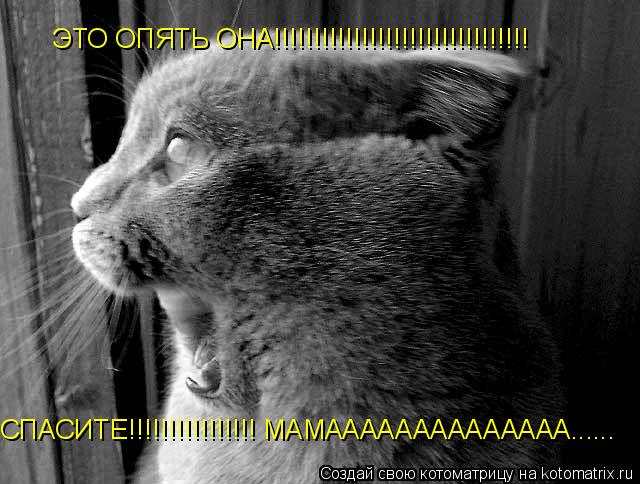 Котоматрица: ЭТО ОПЯТЬ ОНА!!!!!!!!!!!!!!!!!!!!!!!!!!!!!!!! СПАСИТЕ!!!!!!!!!!!!!!!! МАМАААААААААААААА......