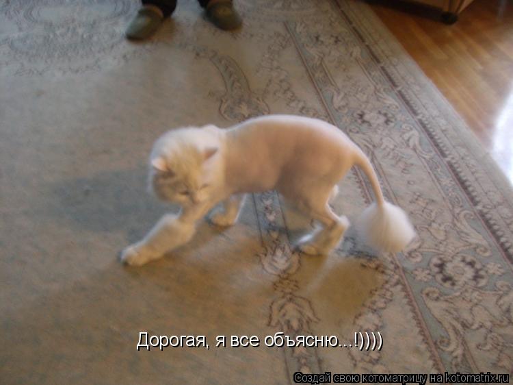 Котоматрица: Дорогая, я все объясню...!))))