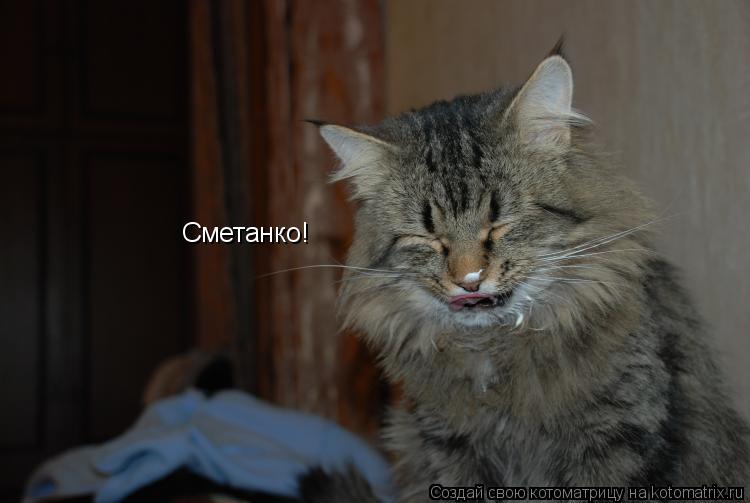 Котоматрица: Сметанко!
