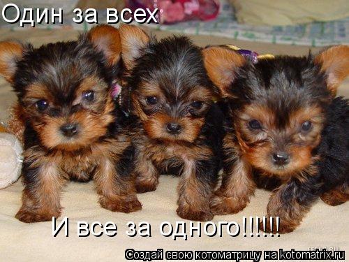 Один за всех И все за одного!!!!!!... Котоматрица: Один за всех И все за одного!!!!!!
