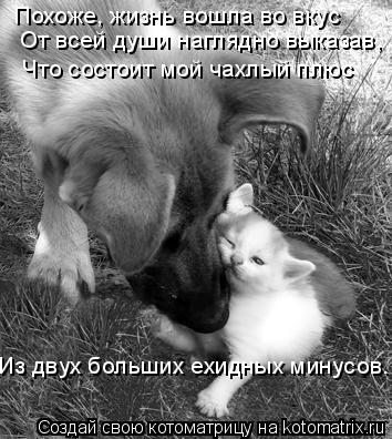 Котоматрица: Похоже, жизнь вошла во вкус От всей души наглядно выказав, Что состоит мой чахлый плюс Из двух больших ехидных минусов.