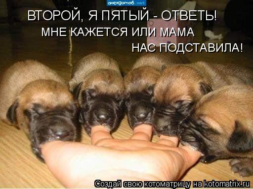 ВТОРОЙ, Я ПЯТЫЙ - ОТВЕТЬ! МНЕ КАЖЕТСЯ ИЛИ МАМА НАС ПОДСТАВИЛА!... Котоматрица: ВТОРОЙ, Я ПЯТЫЙ - ОТВЕТЬ! МНЕ КАЖЕТСЯ ИЛИ МАМА НАС ПОДСТАВИЛА!