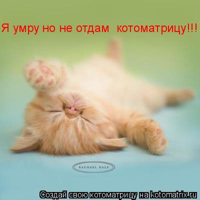 Котоматрица: Я умру но не отдам  котоматрицу!!!