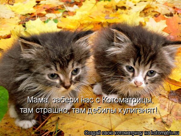 Котоматрица: Мама, забери нас с Котоматрицы,  там страшно, там дебилы хулиганят!