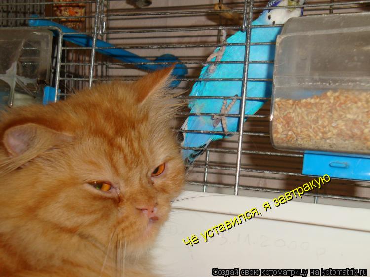 Чё уставился, я завтракую... Котоматрица: Чё уставился, я завтракую