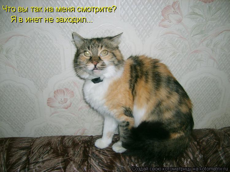 Котоматрица: Что вы так на меня смотрите? Я в инет не заходил...