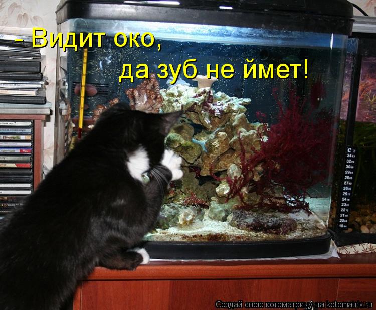 Котоматрица: - Видит око, да зуб не ймет!