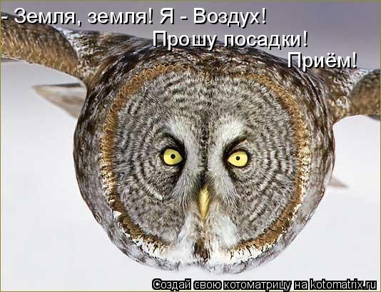 Котоматрица: - Земля, земля! Я - Воздух!  Прошу посадки!  Приём!