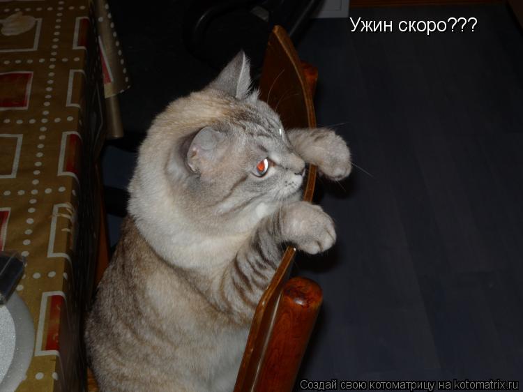 Котоматрица: А тут Ужин скоро???