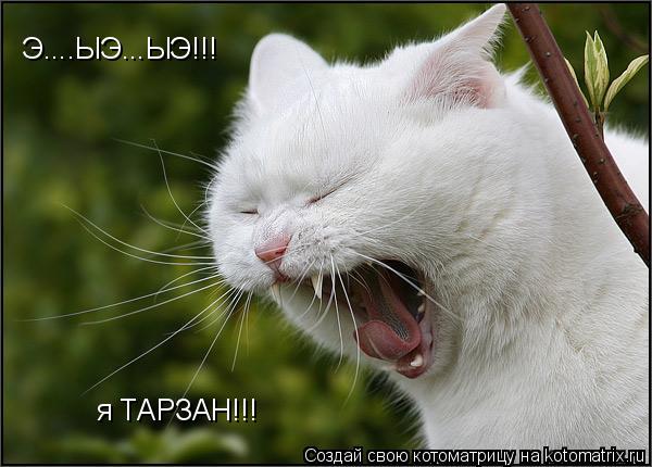 Котоматрица: Э....ЫЭ...ЫЭ!!! я ТАРЗАН!!!