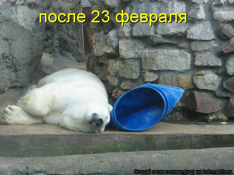 Котоматрица: после 23 февраля