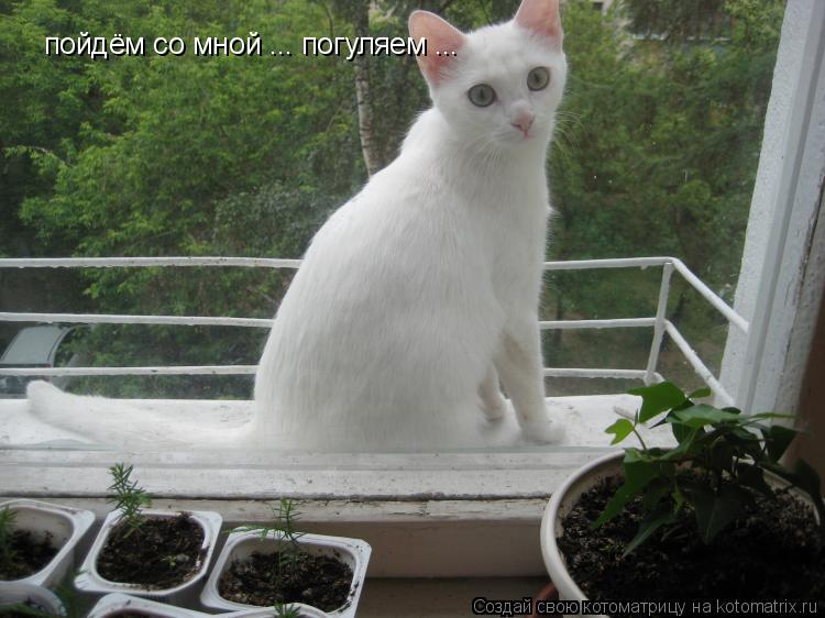 Котоматрица: пойдём со мной ... погуляем ...