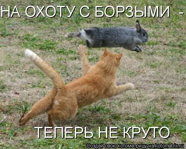 Котоматрица: ТЕПЕРЬ НЕ КРУТО НА ОХОТУ С БОРЗЫМИ  -