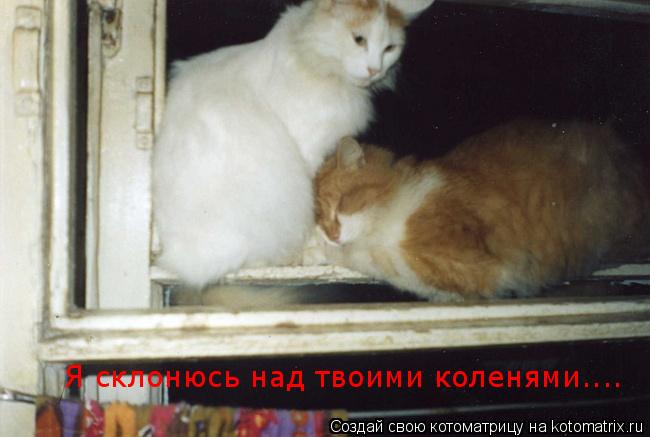 Я склонюсь над твоими коленями....... Котоматрица: Я склонюсь над твоими коленями....