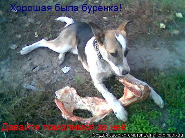 Котоматрица: Хорошая была бурёнка! Давайте помолимся за неё