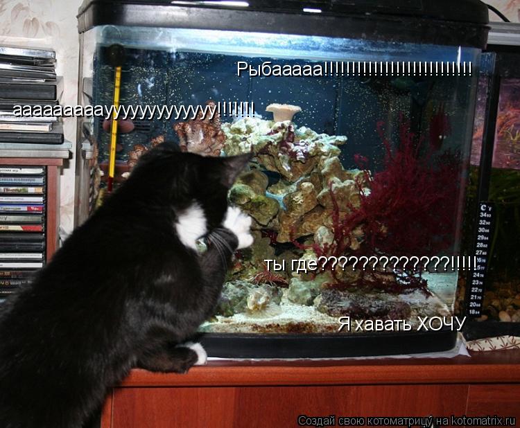Котоматрица: Рыбааааа!!!!!!!!!!!!!!!!!!!!!!!!!!! аааааааааууууууууууууу!!!!!!!  ты где?????????????!!!!! Я хавать ХОЧУ