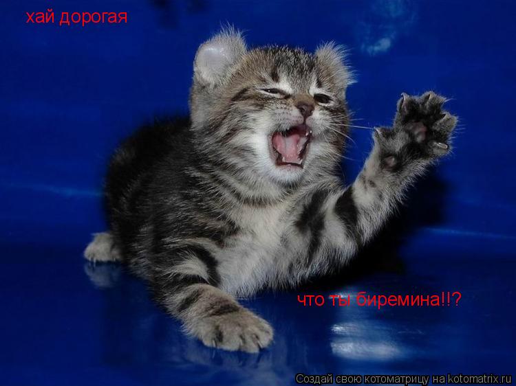 Котоматрица: хай дорогая  что ты биремина!!?