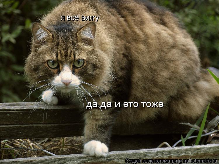 Котоматрица: я всё вижу да да и ето тоже