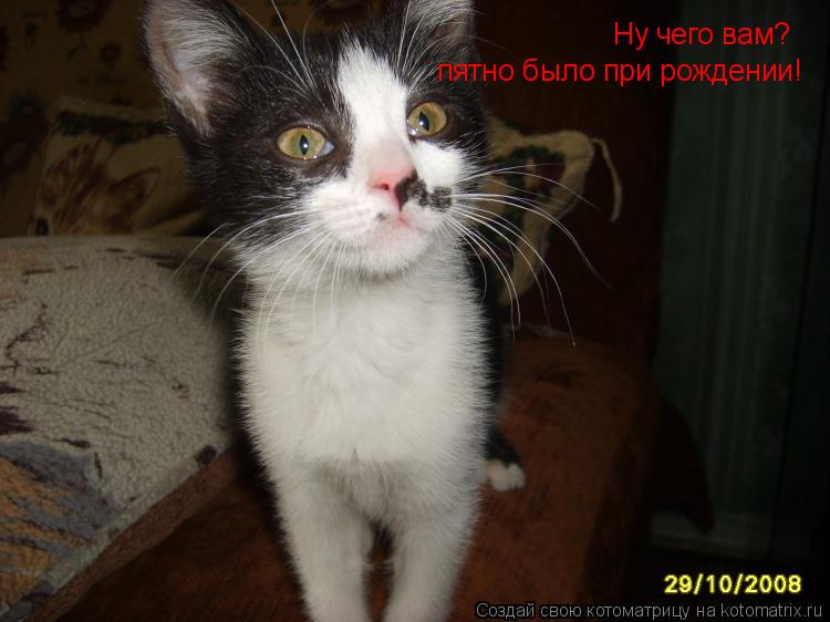 Ну чего вам? пятно было при рождении!... Котоматрица: Ну чего вам? пятно было при рождении!
