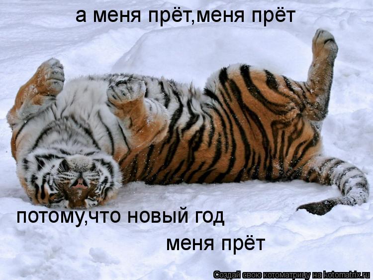 Котоматрица: а меня прёт,меня прёт потому,что новый год меня прёт