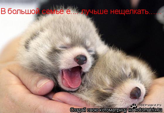 Котоматрица: В большой семье е.... лучьше нещелкать......