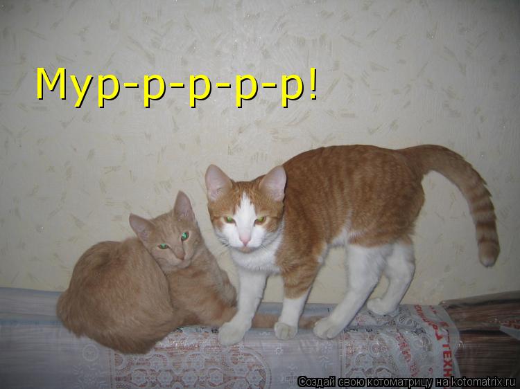 Котоматрица: Мур-р-р-р-р!