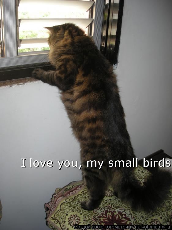Котоматрица: I love you, my small birds