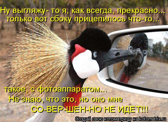 Котоматрица: Ну выгляжу- то я, как всегда, прекрасно... только вот сбоку прицепилось что-то... такое, с фотоаппаратом...  Не знаю, что это, но оно мне СО-ВЕР-ШЕН