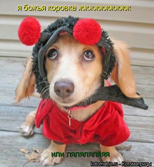 Котоматрица: я божья коровка жжжжжжжжжж   или ляляляляяя