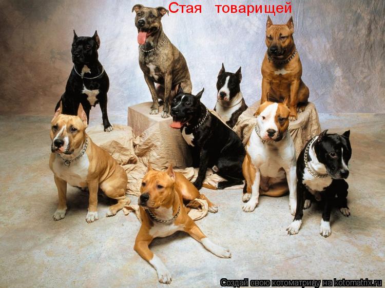 Котоматрица: Стая   товарищей